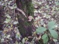 /album/integratie-3kk-1l/herfstwandeling-2-362-jpg/